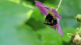 Bumble Bee in Purple Flowering Raspberry