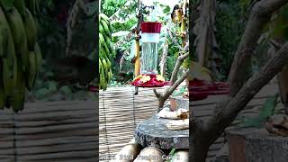 Hummingbird on BirdSouls Colombia Bird Feeder 1 #hummingbird #birdfeeder #feeder