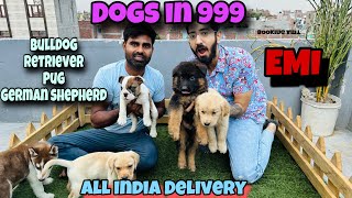 Cheapest Dogs Market In Delhi NCR | Bulldog, Husky, Labra, Beagle, Pug | Dog in 699Rs | Ak Pet Shop