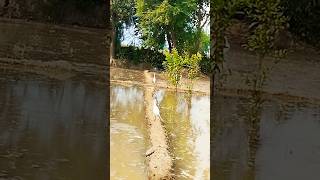 birds water and tree#shorts#az vlogs