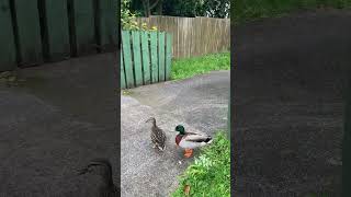 A couple of ducks