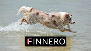 FINNERO for pets wellbeing