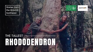 Stories from the Ground: The Tallest Rhododendron