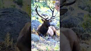 Don't mess with the Barasingha | Discover with Sabi