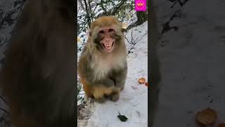 Monkey video 0.2#short #funny #shortvideo #animals #😆😁💕