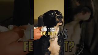 Do dogs feel guilt? #dogs #doglife #dogfacts #doglover #dogshorts