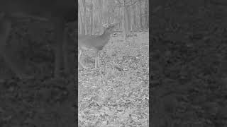 It’s Coming 👀🦌 Trail Camera Tuesday