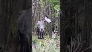 Tierra del Fuego National Park. This stunning #park is located at the southern #Argentina. #horse