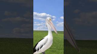 the biggest bird in the world part 3 ADMtv #short #animation #viral