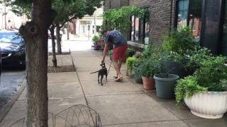 Willow, 14 week old puppy, practices loose leash walking