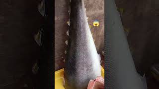 amazing fresh yummy meet tuna fish #asmermeet #satisfyingfreshmeet #shorts #viral