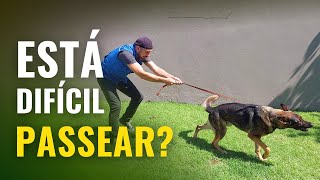 MELHOR TÉCNICA (SEM SEGREDOS) para ensinar o PASSEIO PERFEITO para seu cachorro