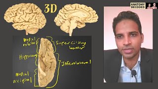 3D Cerebrum Anatomy | Borders, Surfaces, Poles, Lobes, Sulci, Gyri | Neuroanatomy | Brain Prosection