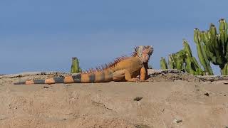 Iguana iguana (Linnaeus, 1758) (v Crocoparc Agadir Morocco)