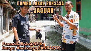 Juara Kontes Domba 💯 Seharga Mobil baru ‼️