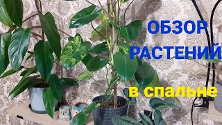 Мои растения в спальне💚🌷🪴Обзор октябрь 2024🌿И несколько цветочков в гостиной💚