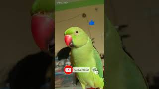 Lovely Parrot Talking 2