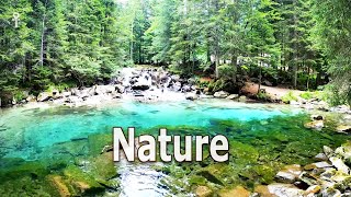 Om Mantra Chanting, Ambient Nature Sounds Forest Meditation