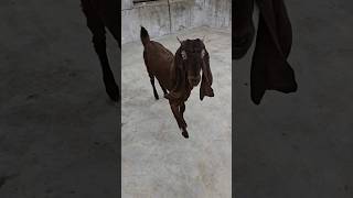 Hyderabadi Female Goat