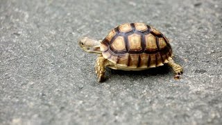 Adorable Turtle Videos to Brighten Your Day: Cute and Funny Moments Caught on Camera