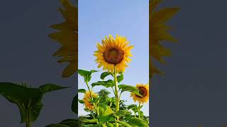 Beautiful sunflower flower  #music #friday #love #live #flowers #camelliasinensis #nature #garden