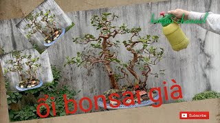 tác phẩm ổi bonsai rất già | great bonsai tree from viet nam  #shorts #short