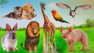 Cute Little Farm Animal Sounds - Rhino, Owl, Parrot, Bee, Squirrel - Music For Relax