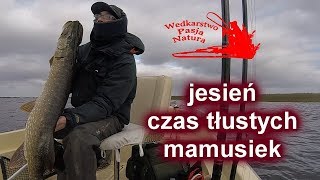 JESIEŃ CZAS TŁUSTYCH I DUŻYCH SZCZUPAKÓW/SPINNING Z ŁODZI/TŁUSTE MAMUCHY ;)))