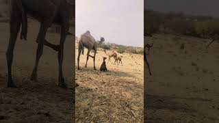 Desert Camel's #adventure #village #comedy #nature #movement #wildlife #fashion #entertainment #fun