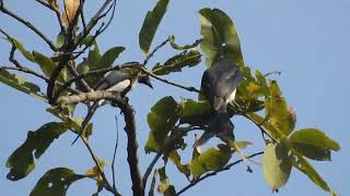 White Bellied Drongo