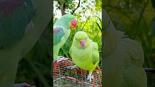 #new।#parrot ।#viral ।#trending ।#youtubeshorts ।#video ।#nature ।#parrots ।#shorts ।#subscribe ।#3m