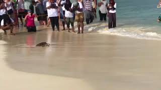 Releasing sea turtles