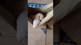 Ye kya ho raha he #funny #pets #foryou #youtubeshorts