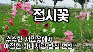 접시꽃에 담긴  애절한 사랑. 접시꽃 당신을 떠올리는 서민적인 꽃.