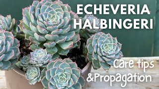 ECHEVERIA HALBINGERI - Care tips and Propagation