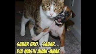 Kumpulan Video Kucing Lucu bikin ngakak dan Menggemaskan