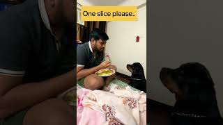 Rottweiler asking for mango #shorts #rottweiler #dog #guarddog #traineddog #maxx #familydog #yt