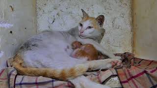 Mom cat after giving birth she is feeding milk for her newborn