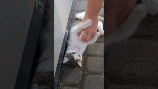 Kitten #kitten #zoo #cat #kittens #animals #animallover #animal #shorts #short #shortvideo #2023