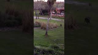 Zoomies at Disney Animal Kingdom #wildlife #disney #animalkingdomlodge