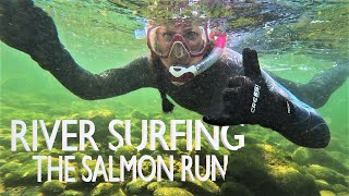 River Surfing the Salmon Run | @scubamax | Campbell River, Vancouver Island, Canada