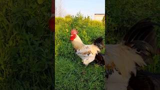 🔥 Rooster 🐓 Crowing video