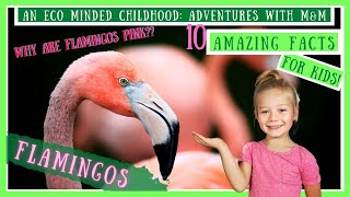 10 Amazing Facts About Flamingos! Why Are Flamingos Pink? And More! Wildlife Show For Kids