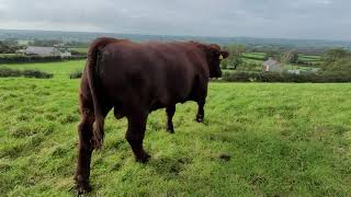 Beef Shorthorn DA