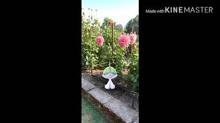 Pokémon Ralts Community Day