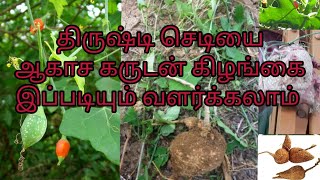 வீட்டில் ஆகாச கருடன் கிழங்கு துளிர் விடும்/Akasa Karudan Klzhangu positivityradiating Plant