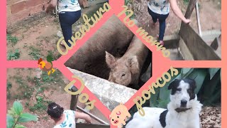 EU VIVI UMA 😱 AVENTURA NO MORRO DOS 🐖 PORCOS!