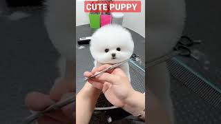 Cute puppy cutting #puppy #puppies #puppylove #puppiesofinstagram #puppet #puppylife #puppy #shorts