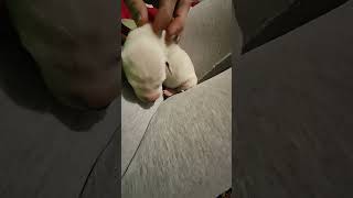 How to cuddle a 2-day-old dalmatian puppy ... soooooo sweet