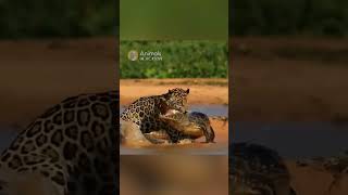 Jaguar overpowers a Caiman Crocodile #animals #jaguar #wildlife